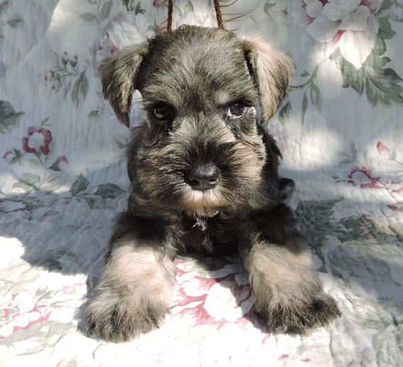 Z-Wurf Peppersdegabritho Zwergschnauzer Peppersdegabritho - Zwergschnauzer / Miniature Schnauzer